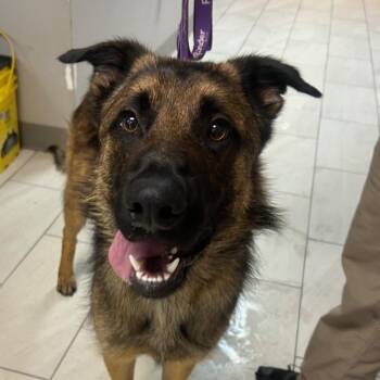 Belgian Shepherd Malinois Dogs Available for Adoption in Lufkin, Texas - Diesel | PetCurious