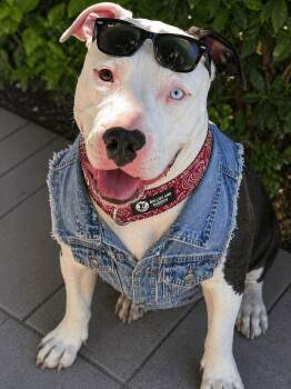 Pit Bull Terrier Dogs Available for Adoption in Redondo Beach, California - Denim Blue- ADOPT Me!! | PetCurious