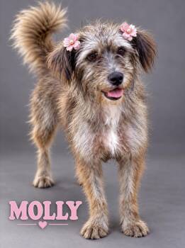 Molly -  Terrier Dog for Adoption in Lucas, Texas - Molly | PetCurious