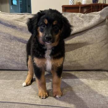 Australian Shepherd and Golden Retriever Dogs Available for Adoption in Fort Worth, Texas - Akira Lux | PetCurious