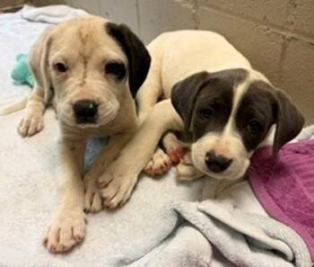 Ramon -  Mixed Breed Dog for Adoption in Morristown, New Jersey - Ramon | PetCurious