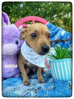 Chiweenie Dogs Available for Adoption in Sebring, Florida - Dumstar | PetCurious