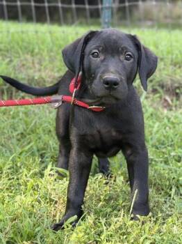 Whitt -  Labrador Retriever and Golden Retriever Dog for Adoption in Malvern, Pennsylvania - Whitt | PetCurious