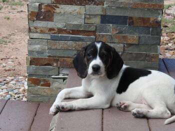 Farrah -  Beagle Dog for Adoption in Colorado Springs, Colorado - Farrah | PetCurious