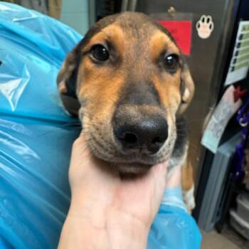Xena -  Labrador Retriever Dog for Adoption in South Elgin, Illinois - Xena | PetCurious