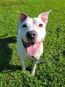 Elijah -  Pit Bull Terrier and Mixed Breed Dog for Adoption in Atlanta, Georgia - Elijah | PetCurious