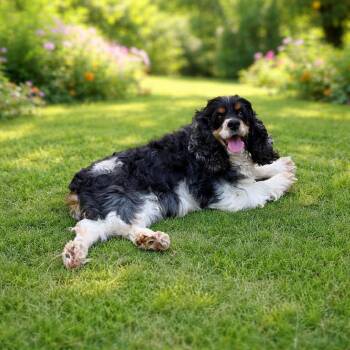 Pamela -  Cocker Spaniel Dog for Adoption in Anniston, Alabama - Pamela | PetCurious