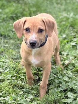 Wrangler -  Chihuahua and Dachshund Dog for Adoption in Wapakoneta, Ohio - Wrangler | PetCurious