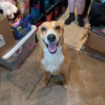 Millie -  Mixed Breed Dog for Adoption in Boaz, Alabama - Millie | PetCurious