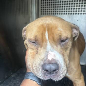 Bison -  Pit Bull Terrier Dog for Adoption in Birmingham, Alabama - Bison | PetCurious