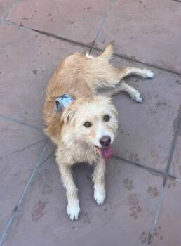 Goldie -  Norfolk Terrier Dog for Adoption in Escondido, California - Goldie | PetCurious