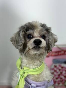Mr fabulous-One of our Amazing Rescue Dogs -  Havanese and Poodle Dog for Adoption in Carlsbad, California - Mr Fabulous-One Of Our Amazing Rescue Dogs | PetCurious