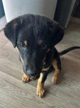 Australian Cattle Dog Blue Heeler and Cattle Dog Dogs Available for Adoption in Fort Lupton, Colorado - Sigchas | PetCurious