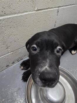 Pit Bull Terrier and Labrador Retriever Dogs Available for Adoption in Vancouver, Washington - Rocky | PetCurious