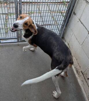 Linda #166 -  Hound Dog for Adoption in New Lexington, Ohio - Linda #166 | PetCurious
