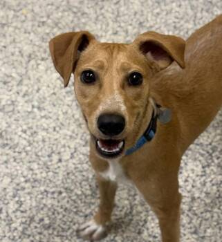 Popcorn -  Jack Russell Terrier Dog for Adoption in Golden, Colorado - Popcorn | PetCurious