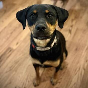 Amber (courtesy post) -  Labrador Retriever and Chow Chow Dog for Adoption in Clarksville, Virginia - Amber (courtesy Post) | PetCurious