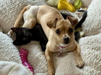 CUPCAKE -  Chihuahua and Mixed Breed Dog for Adoption in Colorado Springs, Colorado - CUPCAKE | PetCurious