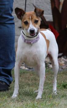 Ruby -  Rat Terrier and Jack Russell Terrier Dog for Adoption in Portage, Wisconsin - Ruby | PetCurious