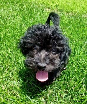 Bo -  Poodle and Yorkshire Terrier Dog for Adoption in Omaha, Nebraska - Bo | PetCurious