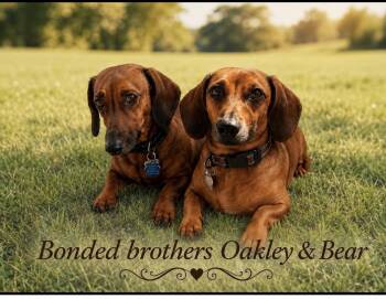 Bear and Oakley - Bonded Brothers -  Dachshund Dog for Adoption in Citrus Heights, California - Bear And Oakley - Bonded Brothers | PetCurious
