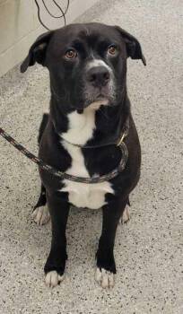 Manhattan -  Mixed Breed Dog for Adoption in Kansas City, Missouri - Manhattan | PetCurious