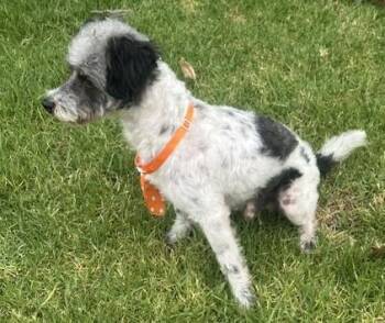ARCHIE -  Schnoodle Dog for Adoption in Bell Gardens, California - ARCHIE | PetCurious