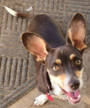 Rescue Chihuahua and Dachshund Dogs for Adoption in San Antonio, Texas - Luna Chi Weenie | PetCurious