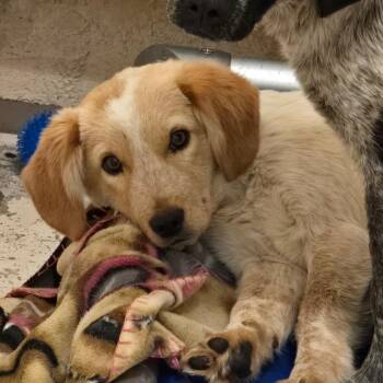 Australian Cattle Dog Blue Heeler and Beagle Dogs Available for Adoption in Columbia, Missouri - Justin | PetCurious