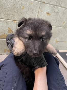 Alaskan Malamute Dogs Available for Adoption in Stockton, California - TALA | PetCurious