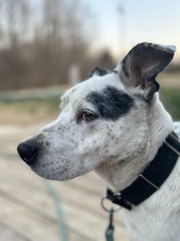 Rescue Australian Cattle Dog Blue Heeler Dogs for Adoption in Scottsville, Kentucky - Blue | PetCurious