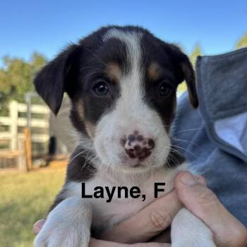 Puppies -  Shepherd and Mixed Breed Dog for Adoption in Glenwood Springs, Colorado - Puppies | PetCurious