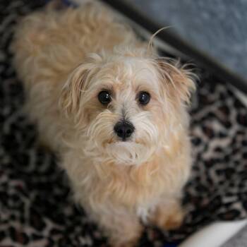 Sammy (MY26-102) -  Coton De Tulear and Poodle Dog for Adoption in Peyton, Colorado - Sammy (MY26-102) | PetCurious