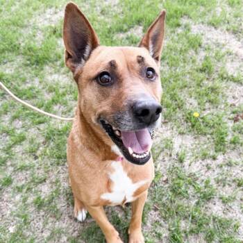 659 (2026) Betty -  Shepherd and Mixed Breed Dog Available for Adoption in Parker, Colorado - 659 (2026) Betty | PetCurious