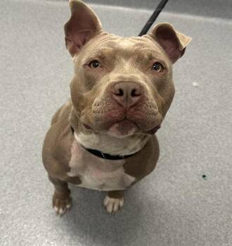 Pit Bull Terrier Dogs Available for Adoption in Indianapolis, Indiana - CARA | PetCurious