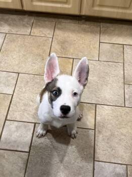 Mixed Breed Dogs Available for Adoption - Meeka | PetCurious