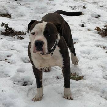 Pit Bull Terrier Dogs Available for Adoption - Humphrey | PetCurious