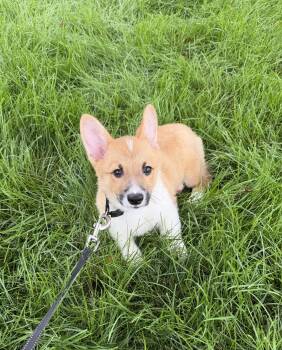 Rusty -  Corgi Dog for Adoption in Wheaton, Illinois - Rusty | PetCurious