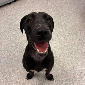 Girly Pop -  Coonhound and Mixed Breed Dog for Adoption in Manhattan, Kansas - Girly Pop | PetCurious