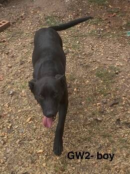 Rescue Black Labrador Retriever Dogs for Adoption in Zimmerman, Minnesota - Chili | PetCurious