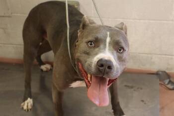 HAZE -  Mixed Breed Dog for Adoption in Columbia, South Carolina - HAZE | PetCurious