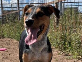 Mixed Breed Dogs Available for Adoption in Santa Fe, New Mexico - LUCKY CHARMS | PetCurious