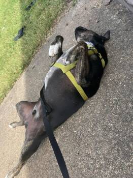 Mixed Breed Dogs Available for Adoption - Evan  | PetCurious