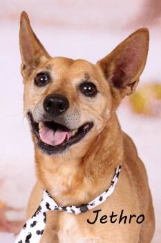 Rescue Chihuahua and Shepherd Dogs for Adoption in Gilbert, Arizona - Jethro | PetCurious