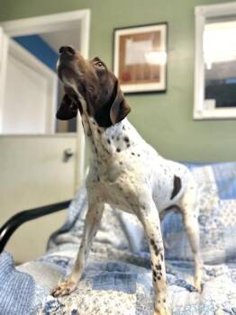 German Shorthaired Pointer Dogs Available for Adoption in Muskegon, Michigan - John Wayne | PetCurious