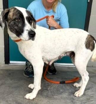 Brianna -  Mixed Breed Dog for Adoption in Morristown, New Jersey - Brianna | PetCurious