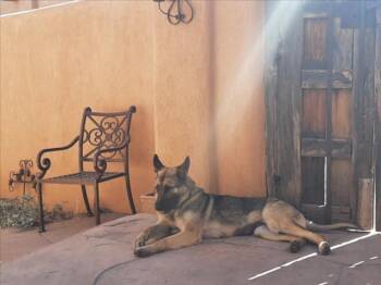 Mixed Breed Dogs Available for Adoption - RAYA | PetCurious