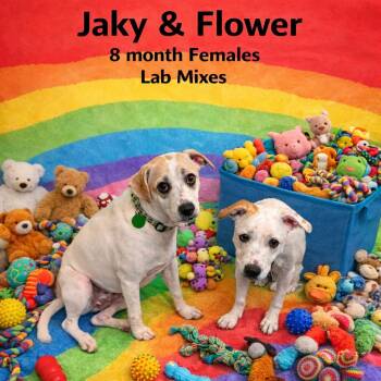 Labrador Retriever Dogs Available for Adoption - JAKY & FLOWER  – 8 MONTH FEMALE LABRADORS  | PetCurious
