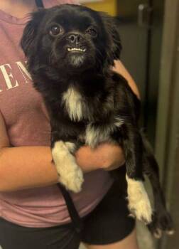 Gordon -  Pekingese and Mixed Breed Dog for Adoption in Bowling Green, Kentucky - Gordon | PetCurious