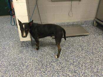 A1924147 -  Bull Terrier Dog for Adoption in Thousand Palms, California - A1924147 | PetCurious
